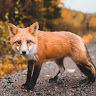 Автор