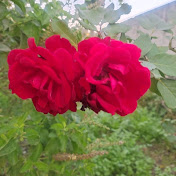 Nature beauty lover