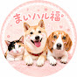 まいハル福☆ちゃんねる。