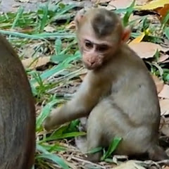 Abandoned Monkey Wild Life
