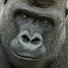 kdiNLP4iytU-channel-avatar-SILVERBACK