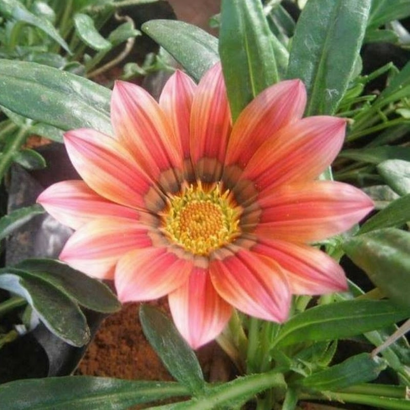 Flower Book