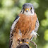 ZYfW5Nqek6U-channel-avatar-The head falconer (Nature and wildlife)