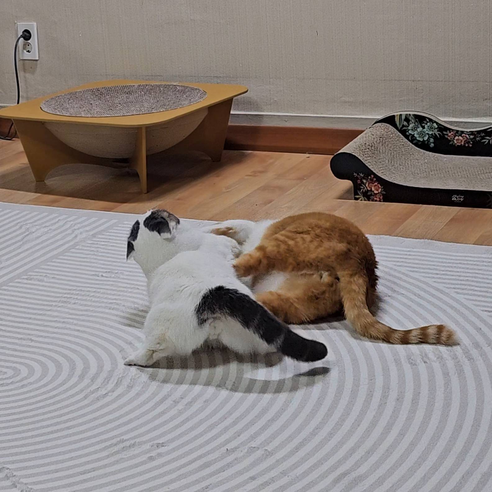 Post from 통이네 catmomstory