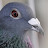 Arab Racing Pigeon قناة الحمام الزاجل الحديث