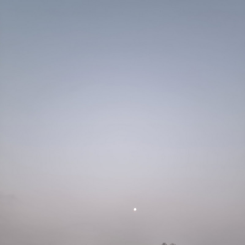 진달래 icon