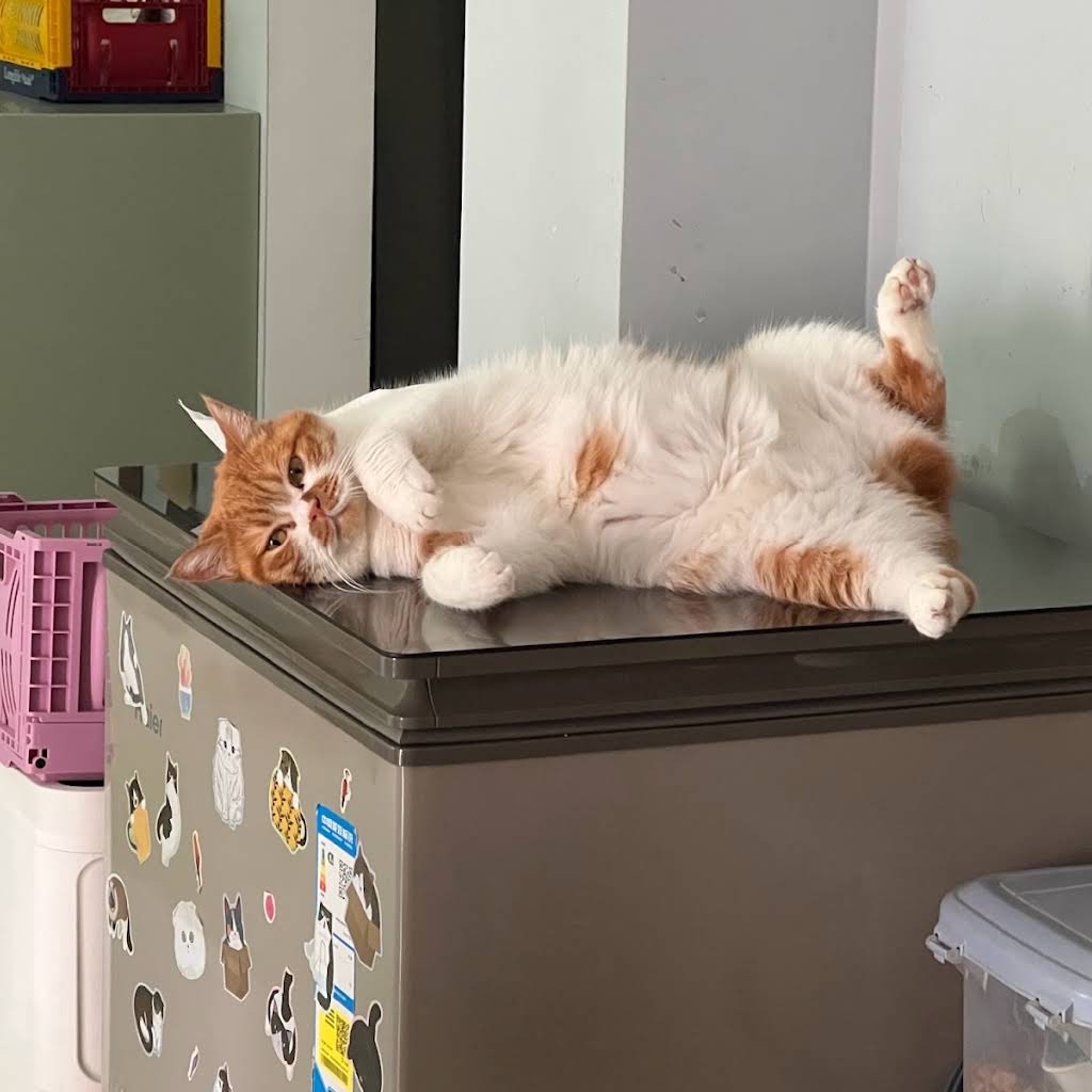 †癒漓猫† Post from 李喜猫- YouTube