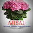 Yfz3M1Ti55Y-channel-avatar-Ajisai Youtube Channel 