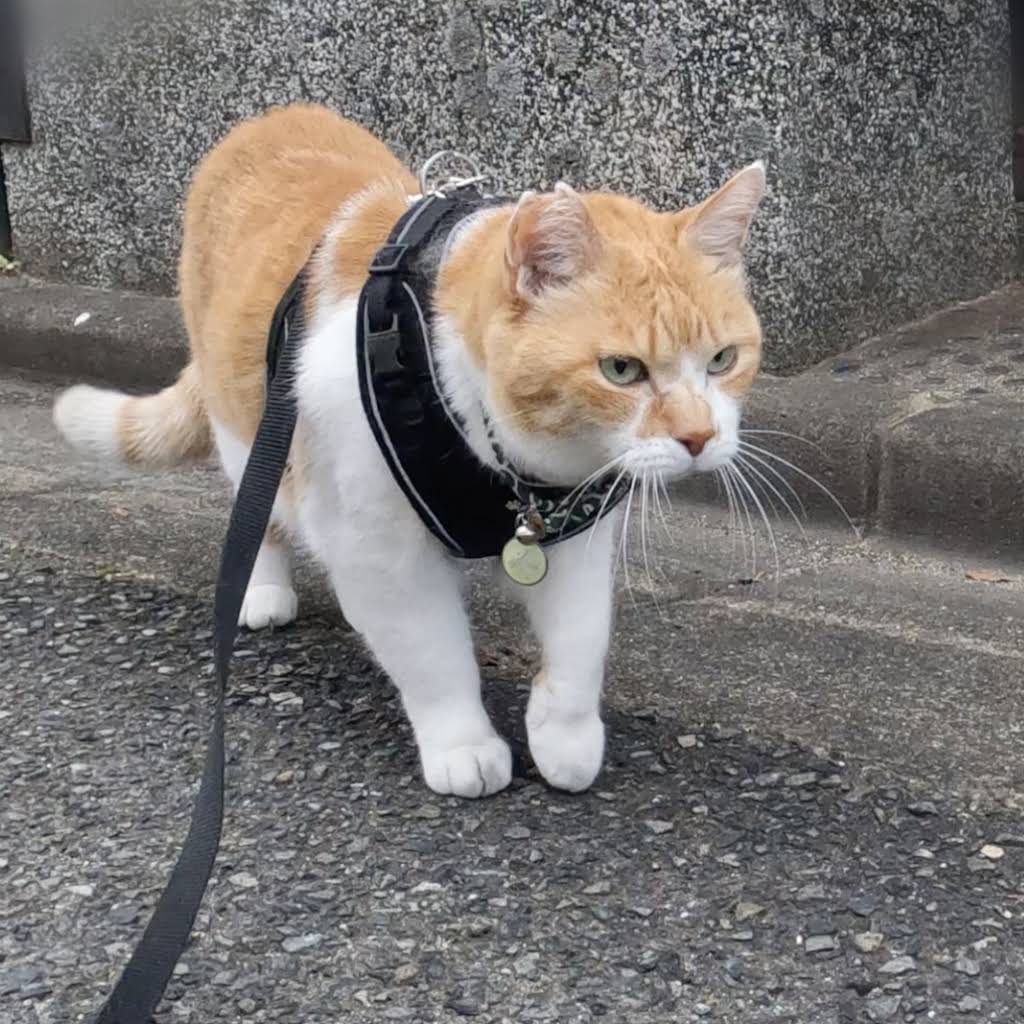 ChaCha: The Former Stray Cat - YouTube
