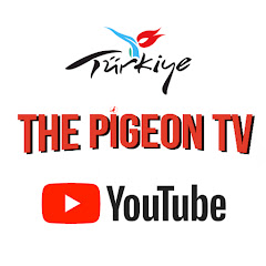 The Pigeon Tv net worth