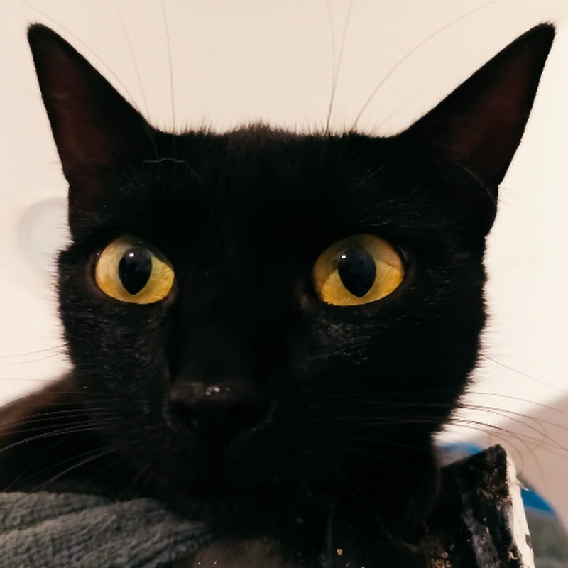 La colonia di Flo Colonia di gatti autogestita