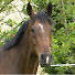 KXgvPQKFx-8-channel-avatar-TheHorseIE