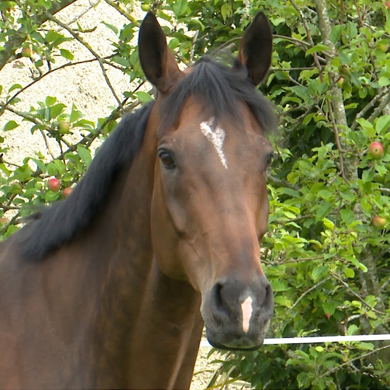 TheHorseIE