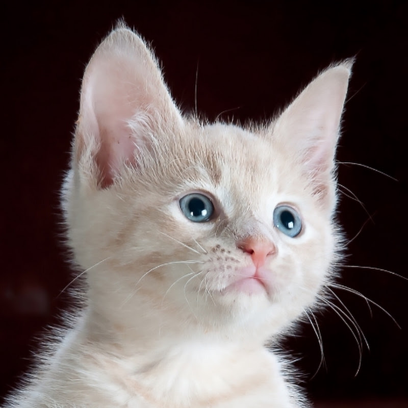 ANIMALS & PETS YT profile avatar