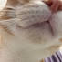 1N9PP-1qClU-channel-avatar-neko asmr🐱