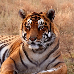 THE WILD TALES INDIA