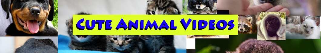 Cute Animals YouTube channel avatar