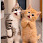 @AIFunnyCatNDog
