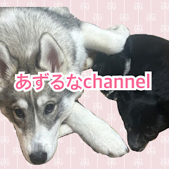 あずるなchannelサモスキーとチワワ