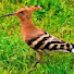 GfluYqd4yjk-channel-avatar-HUDHUD MEDIA