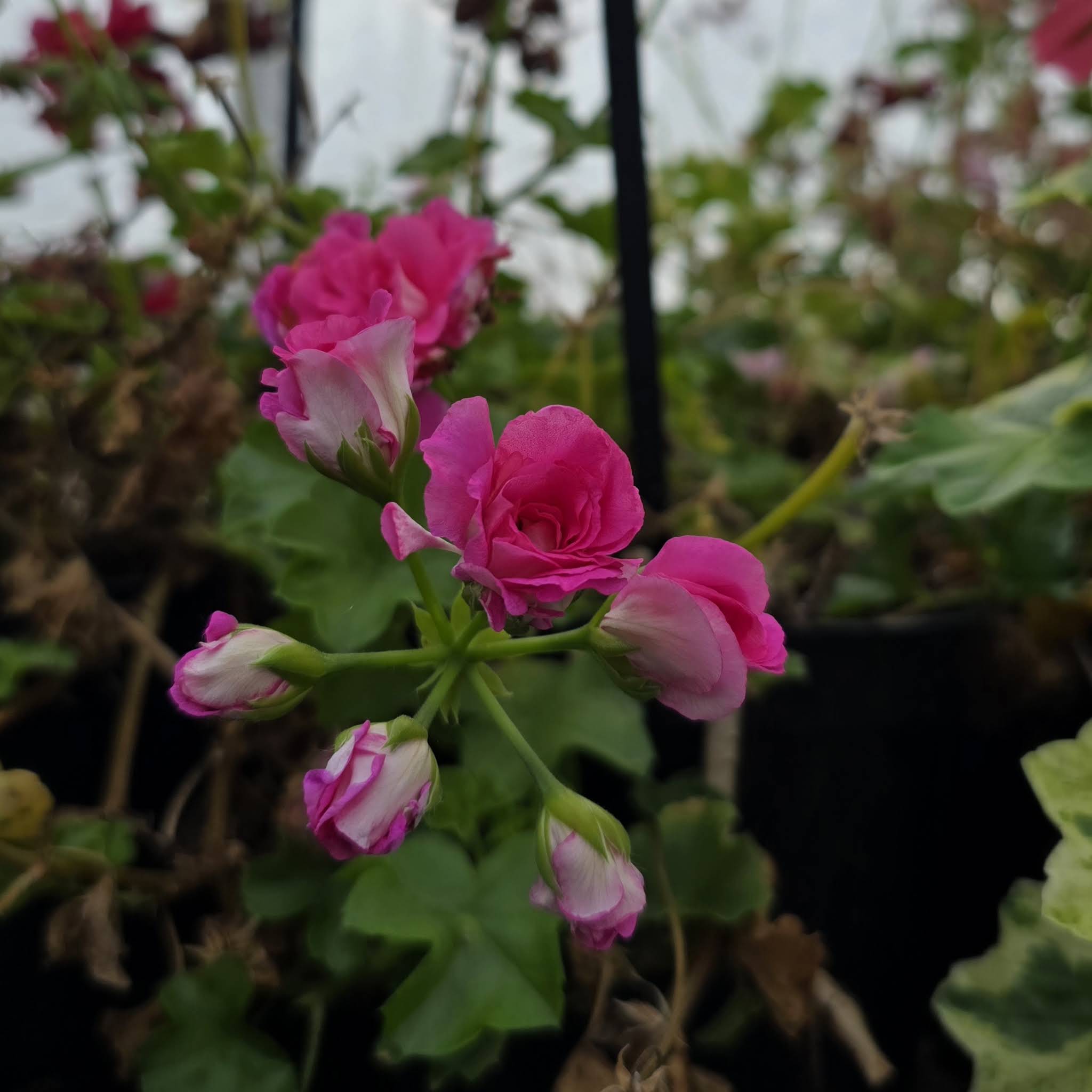Post from 멍밥풀,제라늄이야기Mungbappul Geranium Story