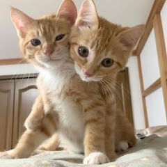 Amante de los animales