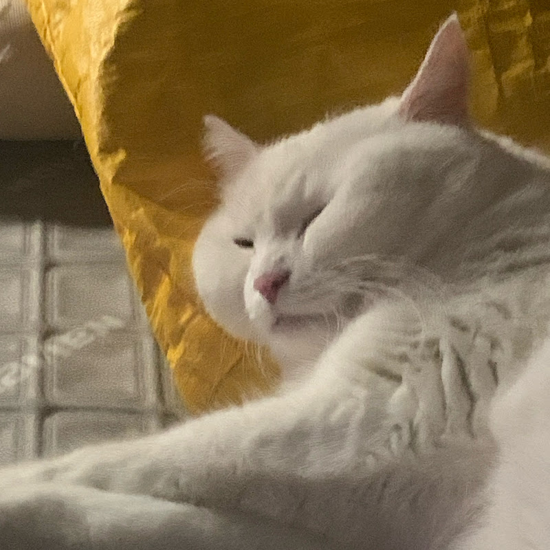 나는귀여운고양이