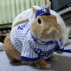 うさぎのルイ🐰