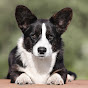 Welsh Corgi Cardigan logo