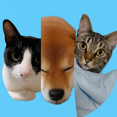 柴犬まめと猫のミスターとハチ