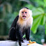 z5_P4jdiFr0-channel-avatar-monkey tycoon 