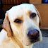 hz_YeY6Z0wQ-channel-avatar-Sounds for Dogs