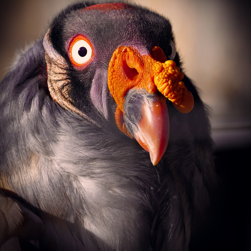 Adventure & Wildlife