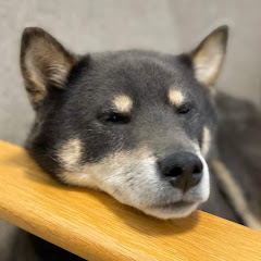 柴犬クマ吉の日々 / 愛犬が落ち着く音楽 / Calming Music For Dogs