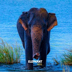 Elephant soul avatar
