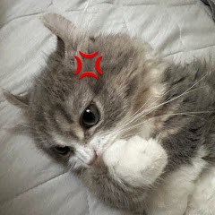 고양이