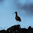 theCurlew