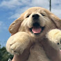 Dogparadise