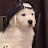 @binggu-123