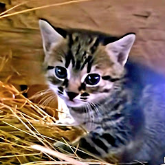 NATURĂ#ANIMALE#CĂLĂTORII