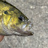 RNC0-iF28nk-channel-avatar-Fishigan