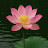 @lotus-h4s