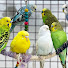 p_CeHNMVkyk-channel-avatar-Sujon Birds Tv