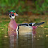 AZDHaN5Sm5M-channel-avatar-Magnolia Photography SC | Wildlife Photographer
