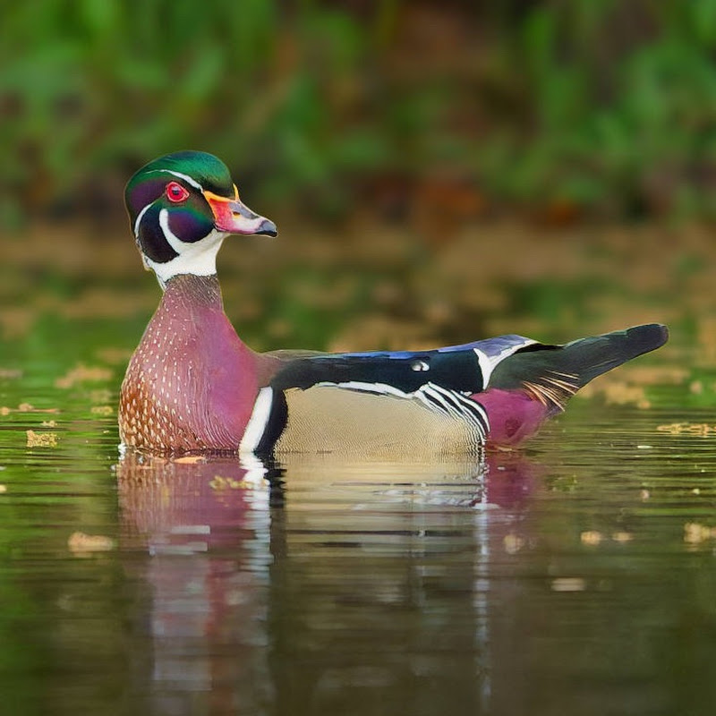 Magnolia Photography SC | Wildlife Photographer