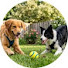 HPJnu2ibJzc-channel-avatar-Healing Sleep For Dogs