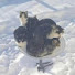 kxHTVt0PIDM-channel-avatar-Ice cat dish