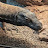 @KomodoDragonLover