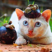 ドワーフキャットのモチ