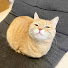 BwyBhuJOJ_M-channel-avatar-Once Pets